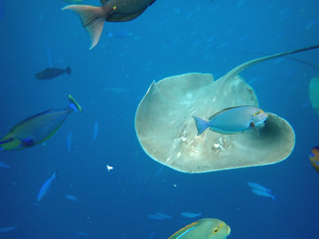 Snorkeling with Stingray on the Maldives Islands