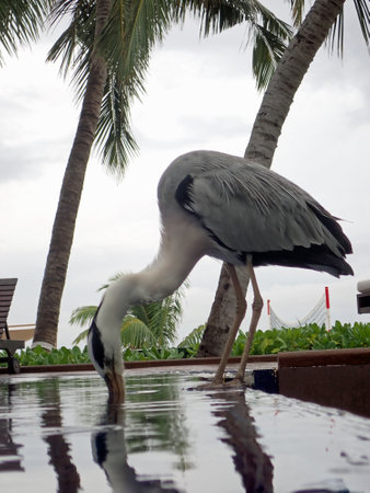 Huge gray heron on the Maldives at a swimming poolの写真素材