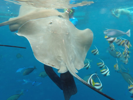 Snorkeling with Stingray on the Maldives Islandsの写真素材