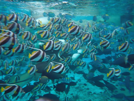 Maldives snorkeling with colorful exotic fishの写真素材