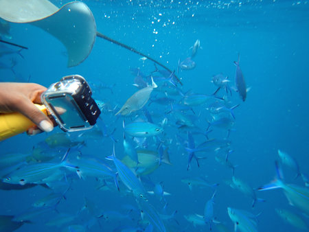 Maldives snorkeling with colorful exotic fish