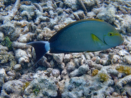 Maldives snorkeling with colorful exotic fish