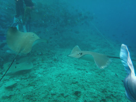 Snorkeling with Stingray on the Maldives Islands