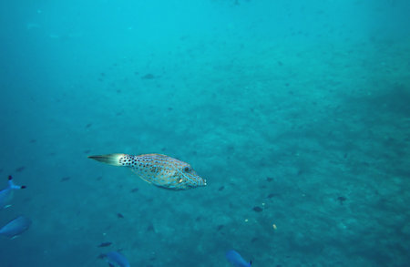 Maldives snorkeling with colorful exotic fishの写真素材