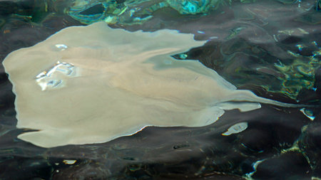 Stingray at the ocean surface at the Maldives
