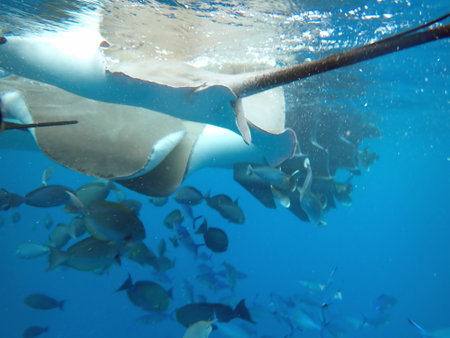 Snorkeling with Stingray on the Maldives Islands