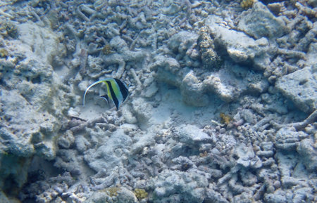 Maldives snorkeling with colorful exotic fish