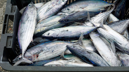 fresh fish from the local fish market