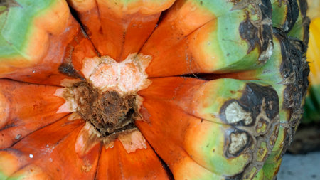 Exotic ripe screw pine fruitの写真素材