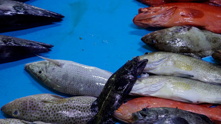 fresh fish from the local fish market