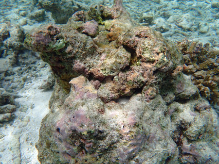 coral reef on the maldives islands