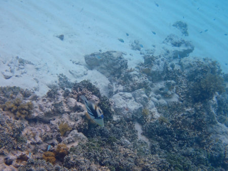 coral reef on the maldives islands