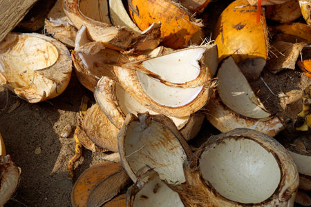 Exotic ripe coconut in Sri Lanka
