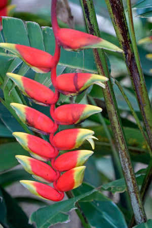 Colorful exotic flowers in Sri Lanka