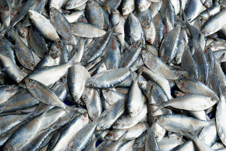 fresh seafood at a local market on Sri Lanka