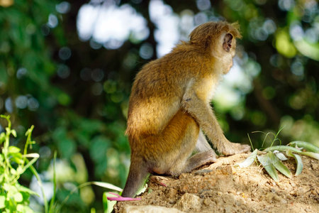 wild living monkeys near ella in sri lanka