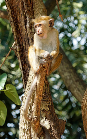 wild living monkeys near ella in sri lanka