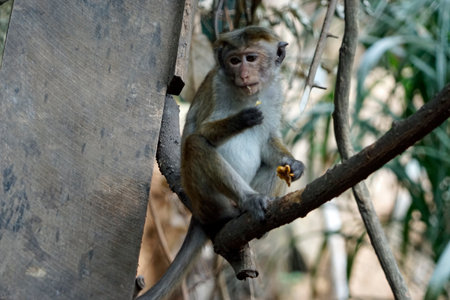 wild living monkeys near ella in sri lanka