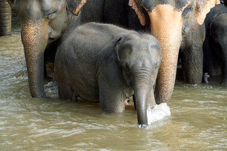 Elephant river bathing in Pinawala in Sri Lankaの写真素材