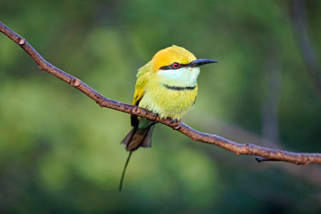 Emerald bee-eater bird in the Yala National Park in Sri Lankaの写真素材