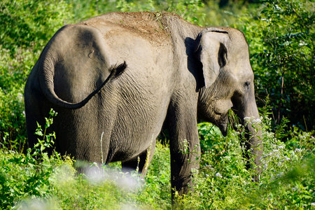 Elephant in the Uduwalewe National Park in Sri Lankaの写真素材