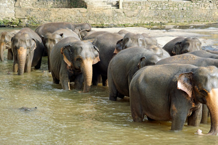 Elephant river bathing in Pinawala in Sri Lankaの写真素材