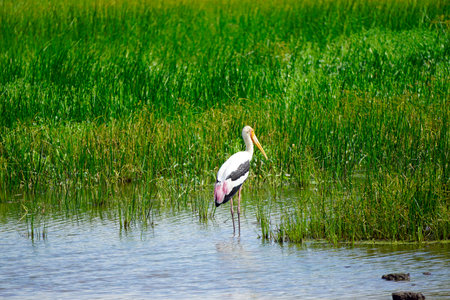 Colored Stork in the Yala National Parkの写真素材