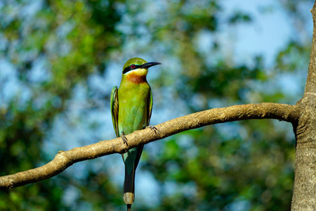 Blue-tailed Bee-eater bird in the Yala National Park in Sri Lankaの写真素材