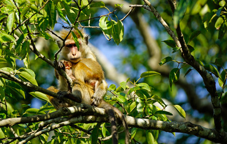 Macaque monkey in the tree on a safari in Udawalewe in Sri Lankaの写真素材