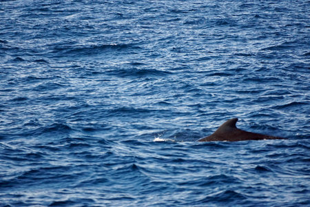 Pilot whales in the Indian Ocean in Mirissaの写真素材