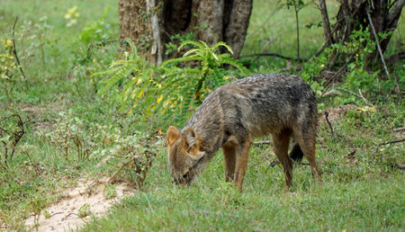 Jackal in Yala National Park in Sri Lanka