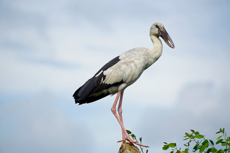 Colored Stork in the Yala National Park