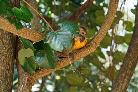 wild living monkeys near ella in sri lanka