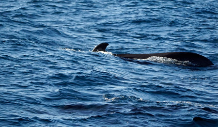 Pilot whales in the Indian Ocean in Mirissaの写真素材