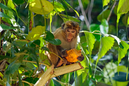 wild living monkeys near ella in sri lanka