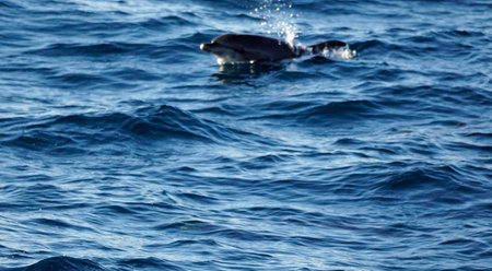 dolphins in the Indian Oceanの写真素材
