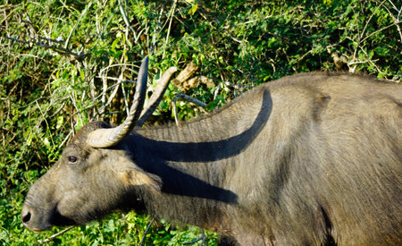 Buffalo in the Yala National Park