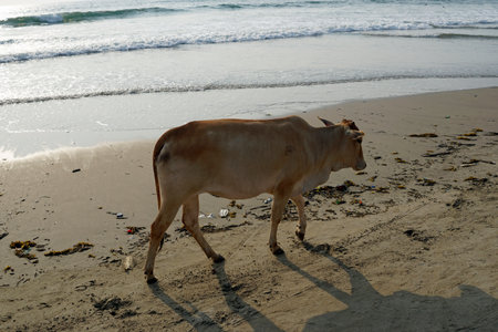 holy cow at the beachh of arambol, goa indiaの写真素材
