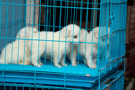 Puppies for sale in a cage on a market in Mumbaiの写真素材
