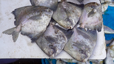 fish on a local market in mumbai in india