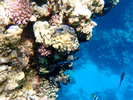 Vibrant blue mantle giant clam between coral in Egyptの写真素材