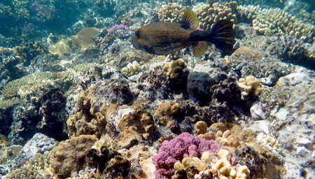 Yellow-brown boxfish with bright blue spots in the red sea