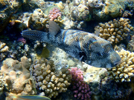 White spotted puffer fish over coral reef