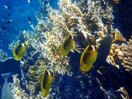 Schooling yellow striped butterflyfish over coral reef in Egyptの写真素材