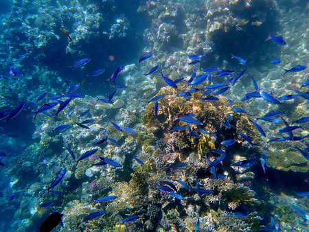 School of blue striped fish over coral reefの写真素材