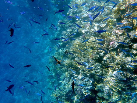 School of blue striped fish over coral reefの写真素材