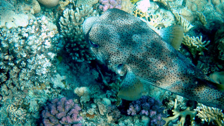 Spotted puffer fish swimming in Egypt's Red Sea
