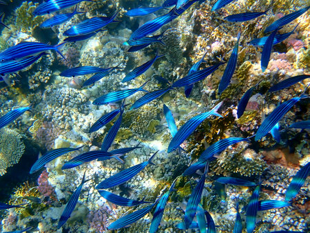 School of blue striped fish over coral reef