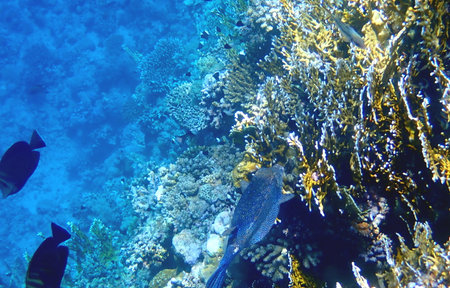 Blue spotted boxfish over coral reef in Egypt