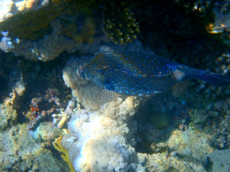 Blue spotted boxfish over coral reef in Egypt